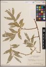 Foto von Salix excelsa S. G. Gmel.